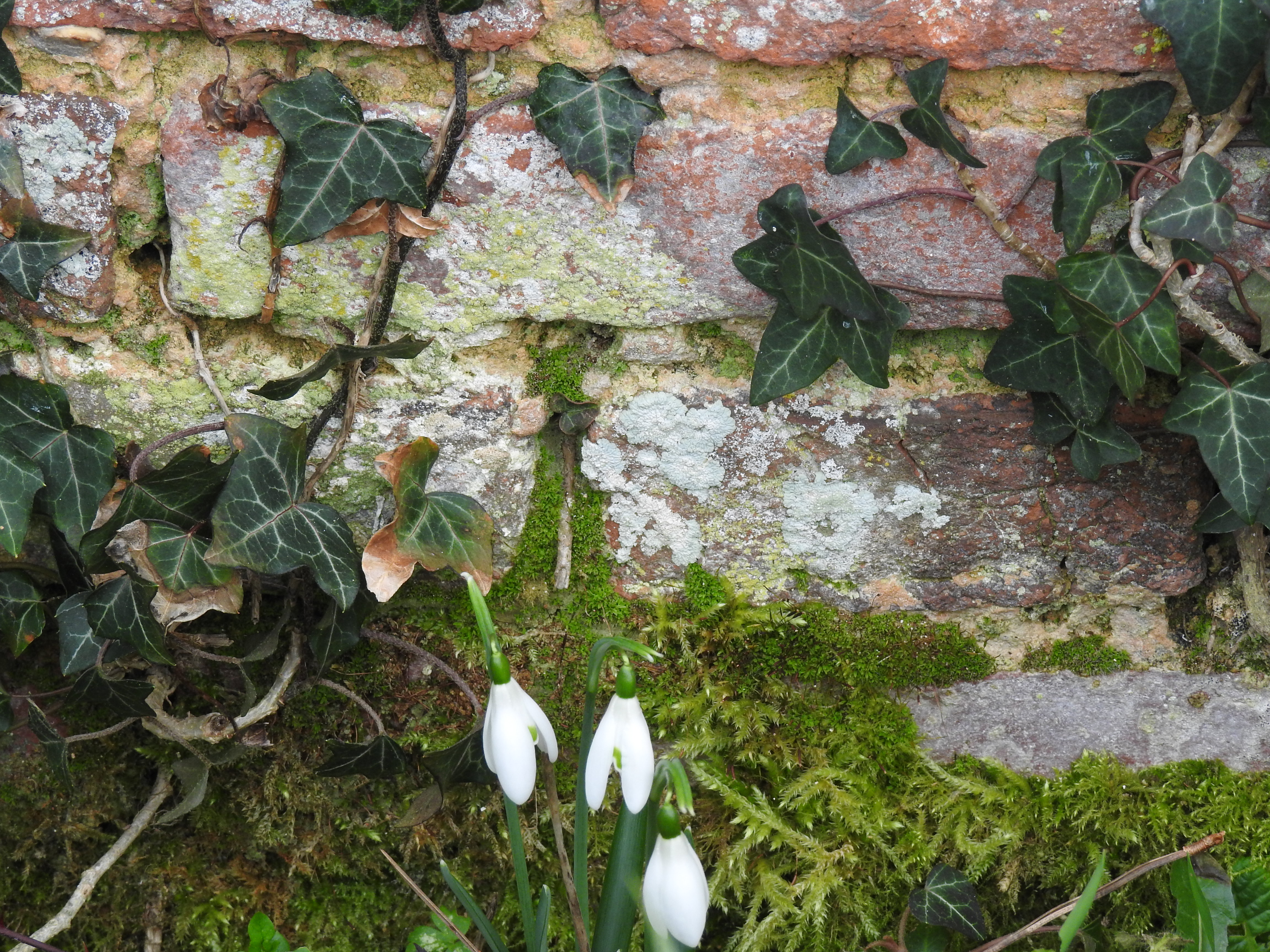“Snowdrops” Anna de Noailles, France (1876-1933)