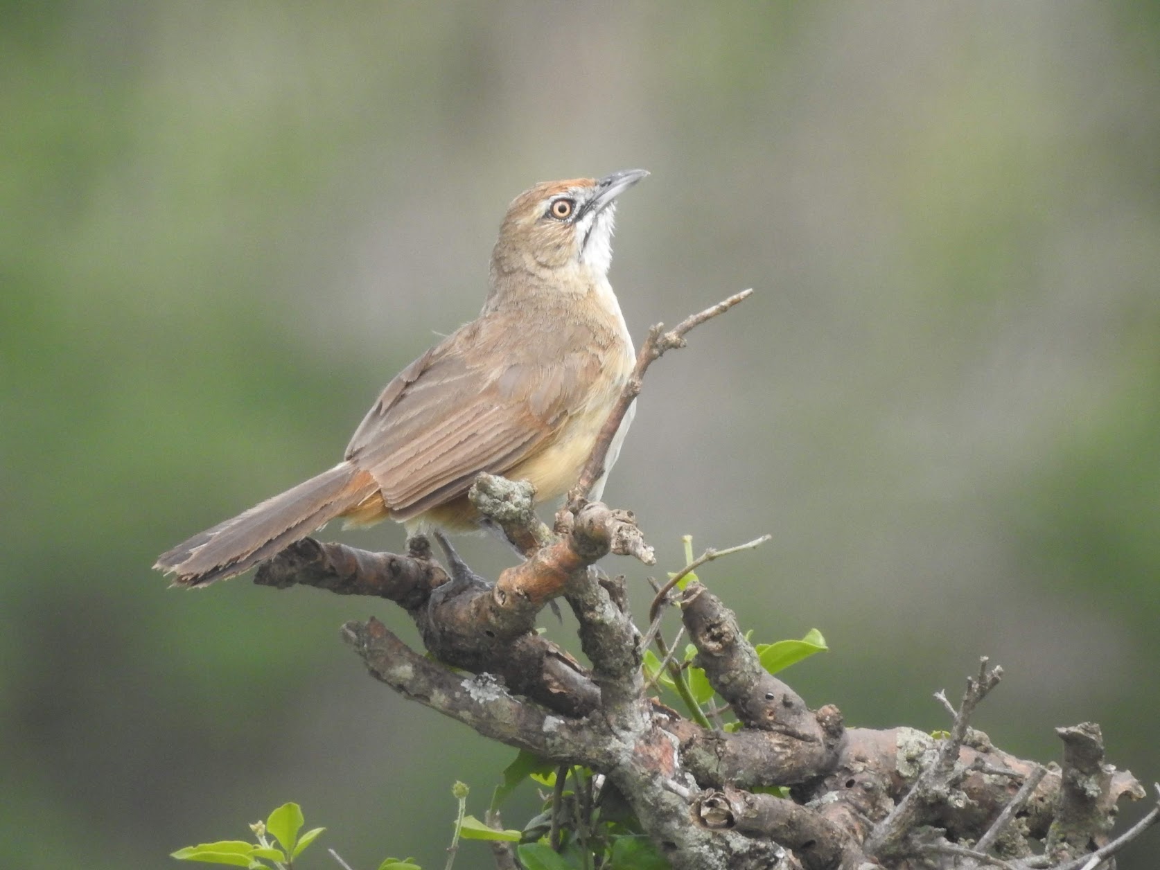 “Love is Born” Manuel Bandeira, Brazil (1886-1968)