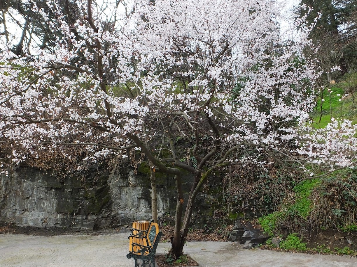 “In the Voice of the Wind” Paruyr Sevak, Armenia (1924-1971)