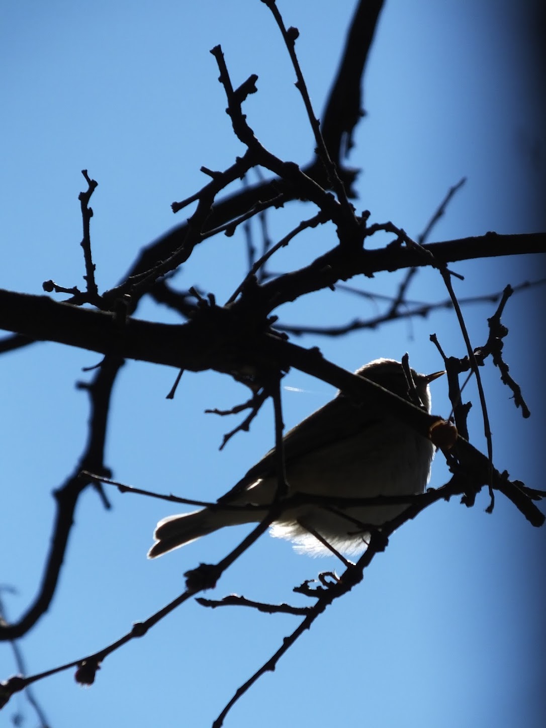 “To March” Dinah Maria Mulock Craik, England (1826-1887)