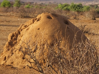 “Termite Mound” Taban Lo Liyongk, South Sudan (1939-)