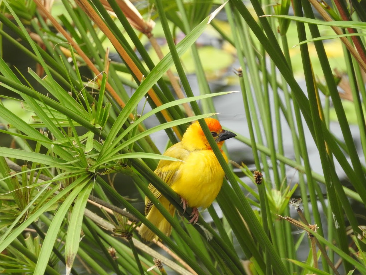 “Garden” Mwana Kupona, Kenya (1810-1865)