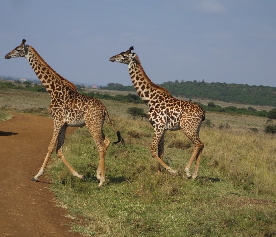 “My Africa” Leopold Sedar Senghor, Senegal (1906-2001)