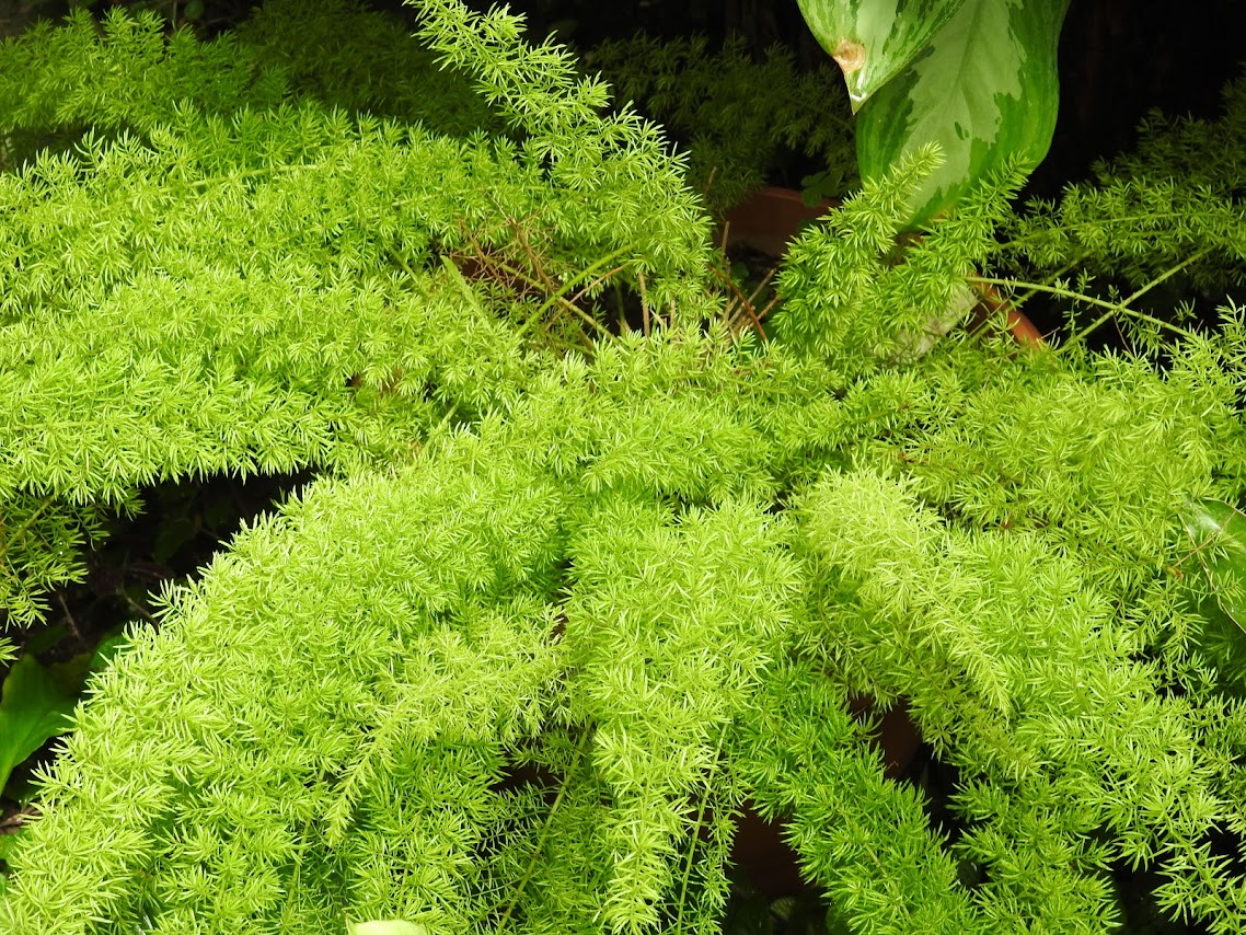 “Green Shoots” Elias Lönnrot, Finland (1802-1884)