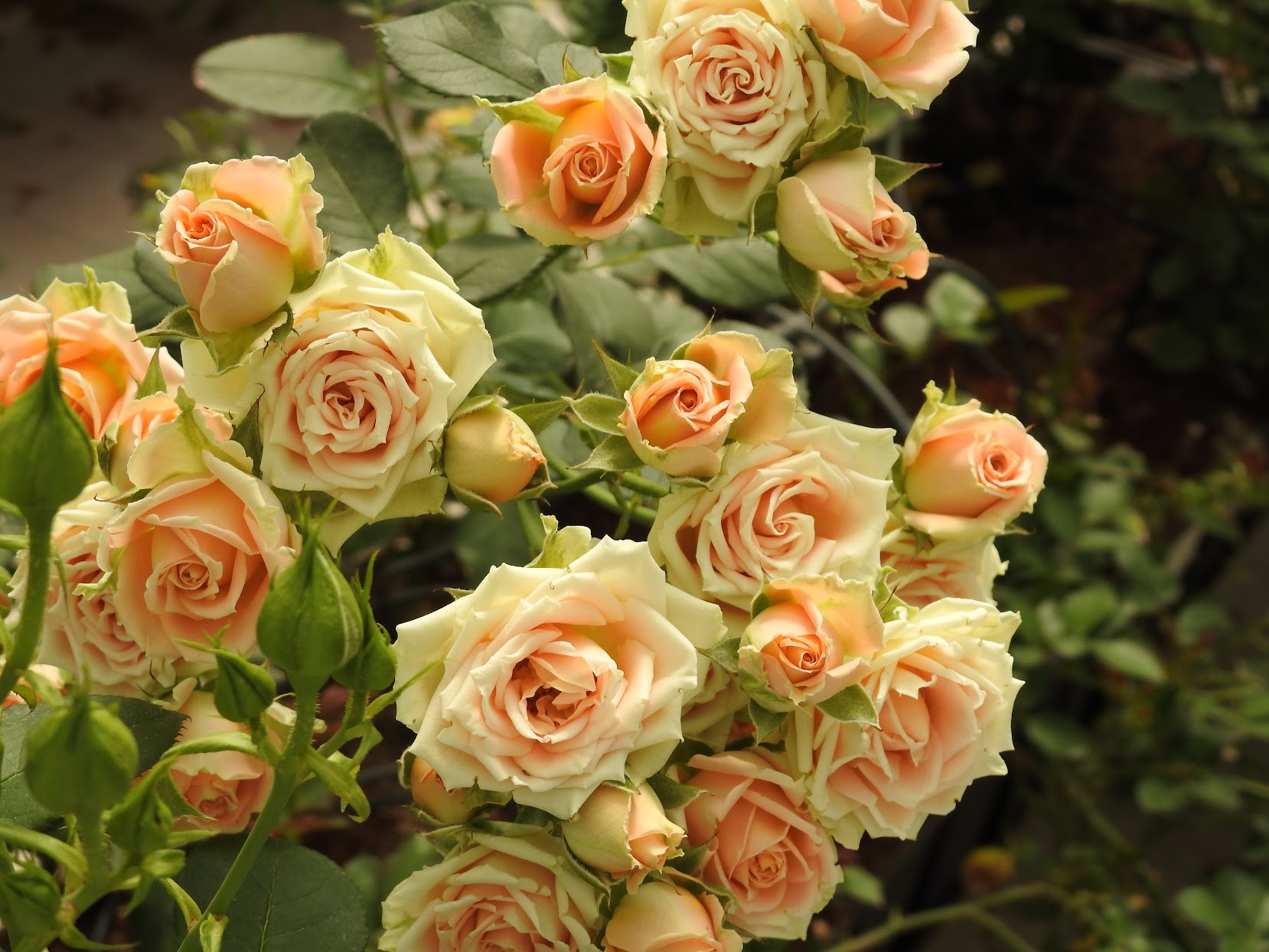 “Carpet of Petals” Attar of Nishapur, Persia (c. 1145-1221)