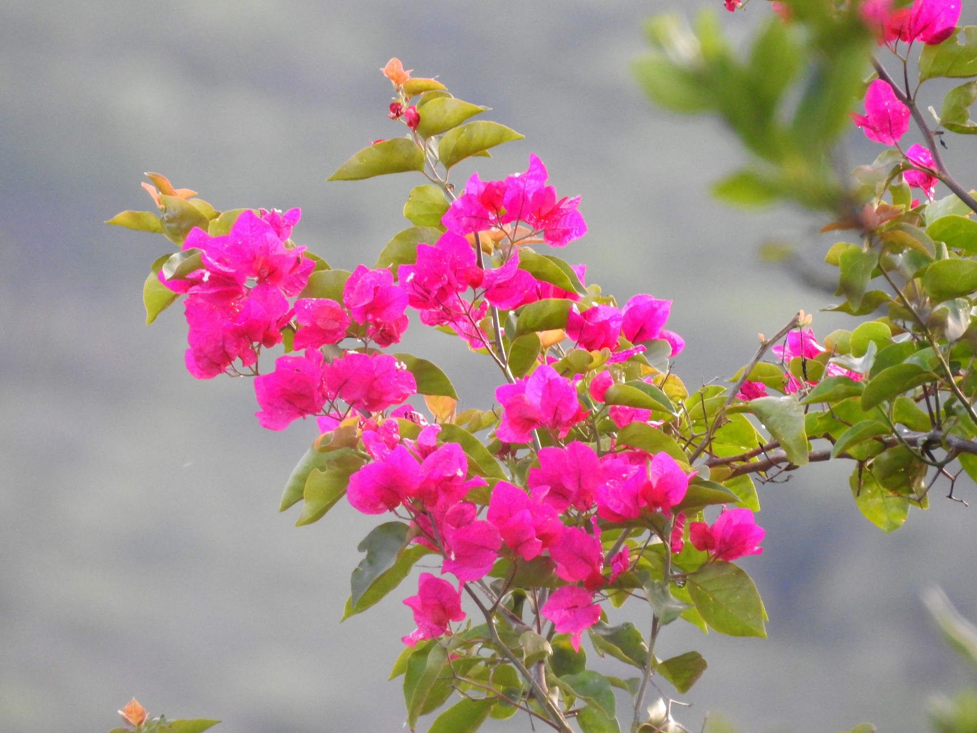 “Bougainvillea Over the Fence” Lupe F. Tavita, Samoa (1888–1960)
