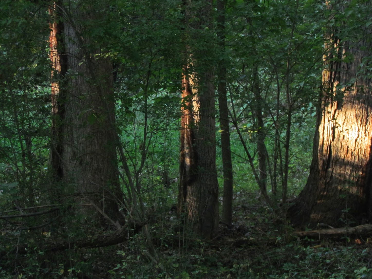 “The Earth is Alive” Homero Aridjis, Mexico (1940-)
