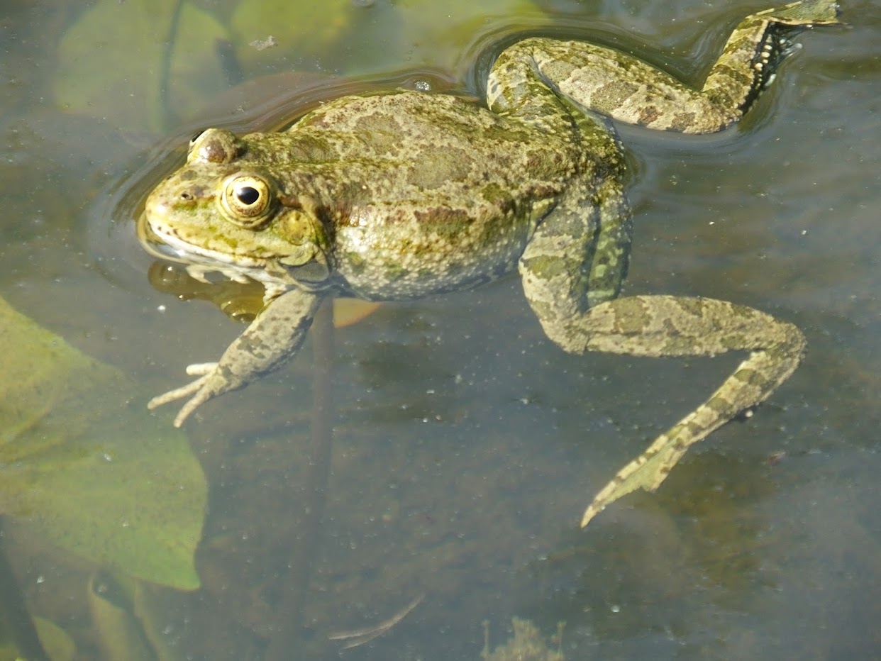 “Pond in Spring” Ryokan Taigu, Japan (1758-1831)