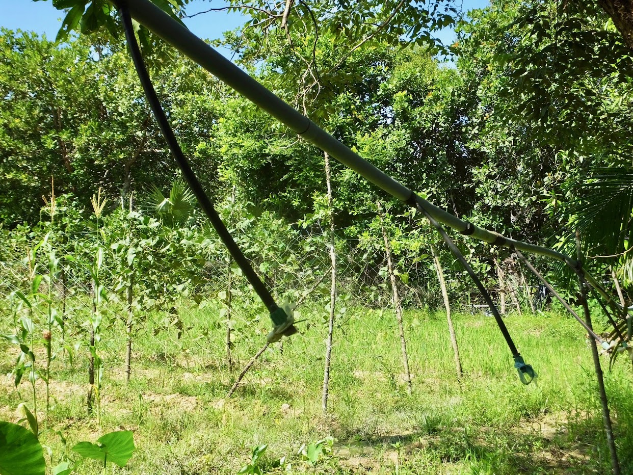 “Garden of Three Tongues” Jose Lilo Mendiola, Guam (1894–1959)