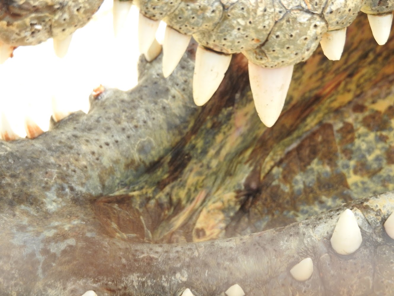 “Shark Teeth Necklace” Mereana Kereopa, New Zealand (1895–1959)