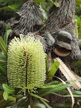 “Banksia in Bloom” by Mary-Louise Hartley, Australia  (1878-1952)