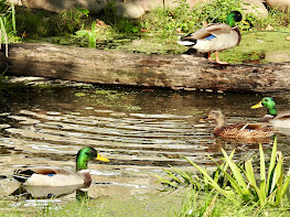“Four Ducks on a Pond” by William Allingham, Ireland (1824-1889)